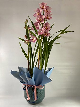 Orquídea Cymbidium Rosa em Vaso Cerâmico Decorado