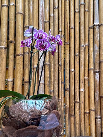 Mini Orquídeas Phalaenopsis