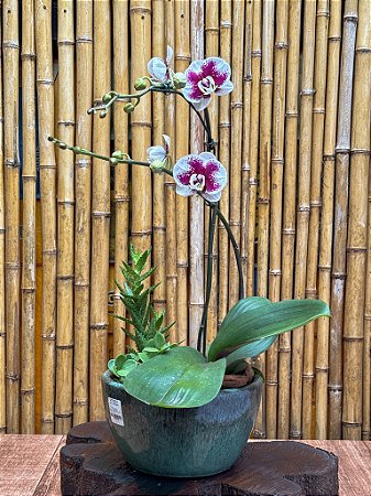Vaso com Orquídea Phalaenopsis e Suculentas – Sofisticação Natural