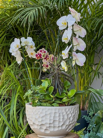 Encomenda Exclusiva – Vaso com Orquídeas Phalaenopsis e Folhagens