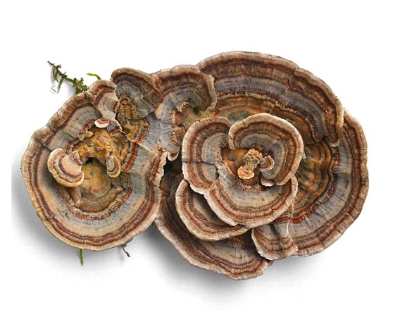 Cauda de peru (Turkey tail) - Reino dos Cogumelos