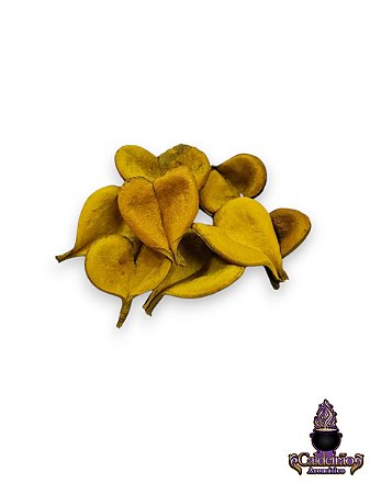 Fava De Orixas Oxum