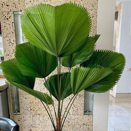 Vaso Off White c/Planta Licuala Grande