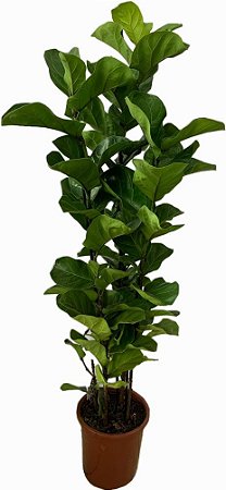 Planta Ficus Lyrata Bambino Vaso Syia