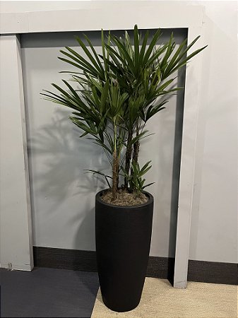 Vaso Preto Planta Raphis/Rafia (Vaso de 90cm)