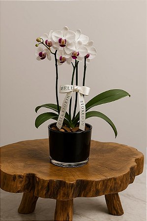 Arranjo Com Mini Orquídea Natural