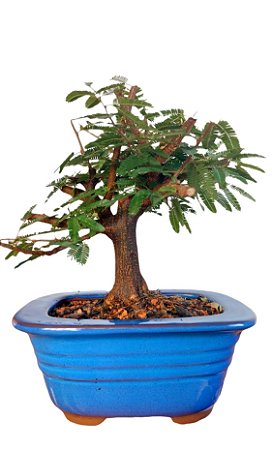 Bonsai Caliandra Rosa 7 anos