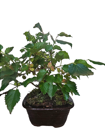 Bonsai de amora