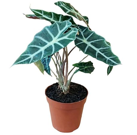 Alocásia Polly Amazônica pote 12