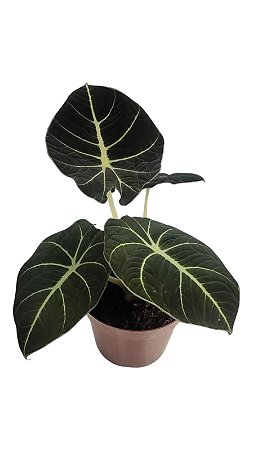 Alocásia Red Velvet Planta Natural