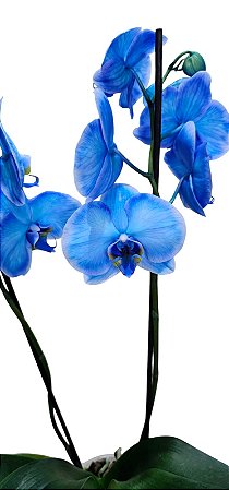 Orquídea Frozen Azul Phalaenopsis Especial Pote12