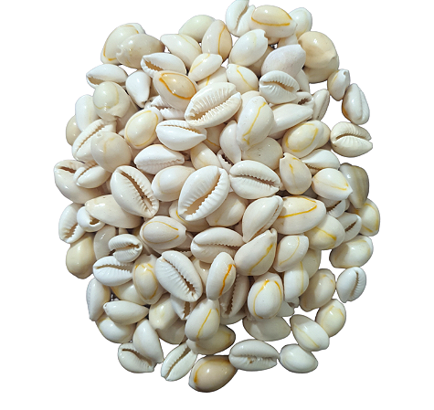 Búzios Comum - Fechado / Und