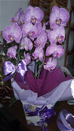 Orquídea phalaenopsis grande cascata com arranjo
