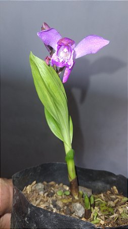 Orquídea spathoglottis vinho