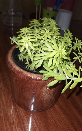 Vaso cachepo alto em cimento para suculentas e bonsai