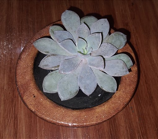 Vaso Cachepo suculenta feito de cimento estilo emaderado