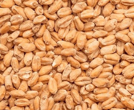 Malte Trigo Claro Agrária