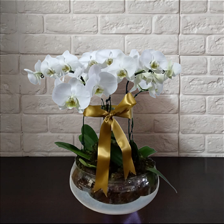 06 Orquídeas Phalaenopsis Branca no Vidro
