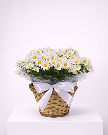 Margaridas Brancas Harmonia Natural