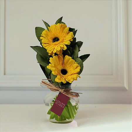 Mimo de Gerberas
