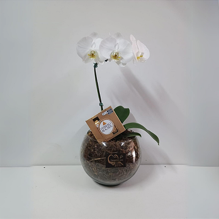 Orquídea Phalaenopsis Branca no Vidro com Ferrero Rocher 04 Uni