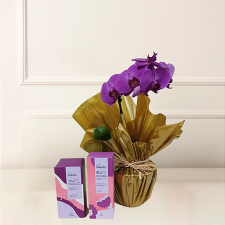 Kit Natura e Flores - Orquídea Phalaenopsis Lilas e Tododia Ameixa e Flor de Baunilha