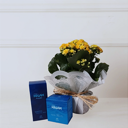 Kit Natura e Flores - Kalanchoe Amarela e KaiaK