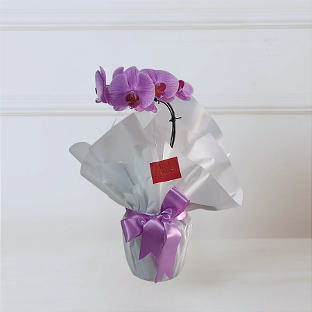 Orquídea Phalaenopsis