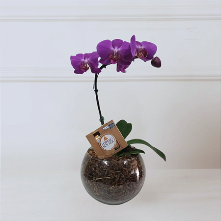 Orquídea Phalaenopsis Lilas no Vidro com Chocolate