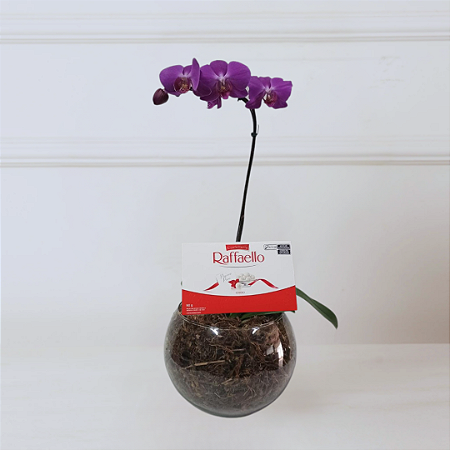 Orquídea Phalaenopsis no Vidro com Raffaello