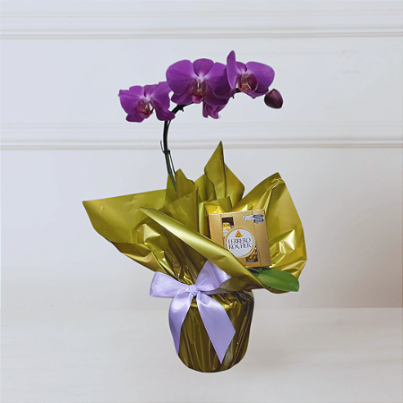Orquídea Phalaenopsis Lilas com Chocolate