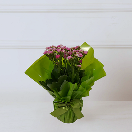 Vaso Kalanchoe
