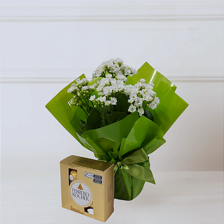 Vaso Kalanchoe Branca com Chocolate