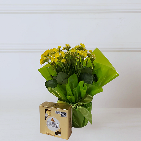 Vaso Kalanchoe Amarela com Chocolate