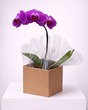 Orquídea Lilás Elegance