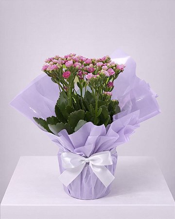 Kalanchoe Rosa Encanto