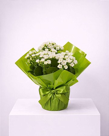 Kalanchoe Branca Delicata