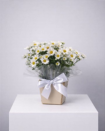 Arranjo Brisa Delicada