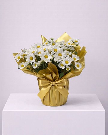 Mini Margarida Branca Delicata