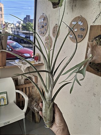 Tillandsia Draconic