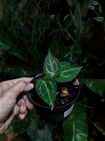 Anthurium magnificum híbrido