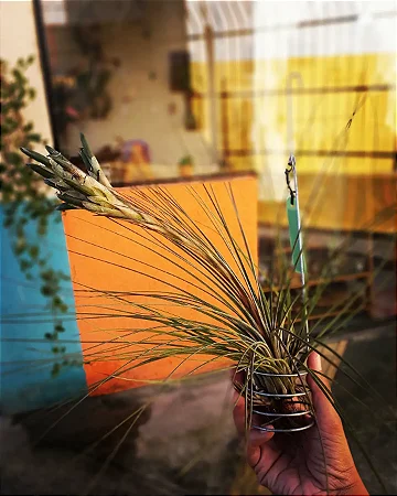 Tillandsia juncea