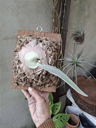 Platycerium Veichii Auburn River