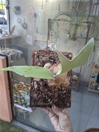 Platycerium Willinckii Baileyi