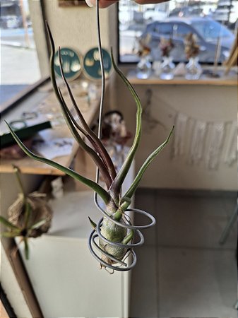 Tillandsia Bulbosa