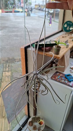 Tillandsia Streptocarpa