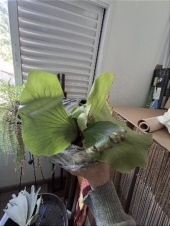 Platycerium Elephantotis