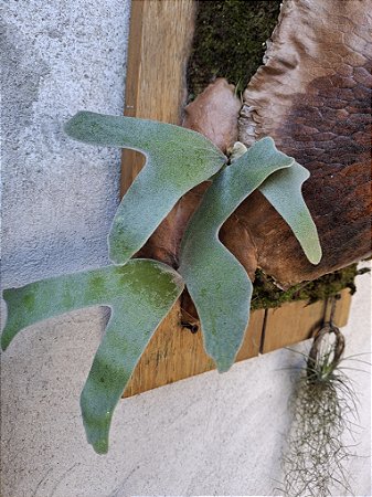 Platycerium Stemaria White