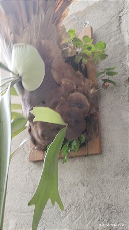 Platycerium Willinckii Gigante do Emílio