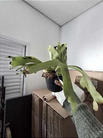 Coronarium Tailândia